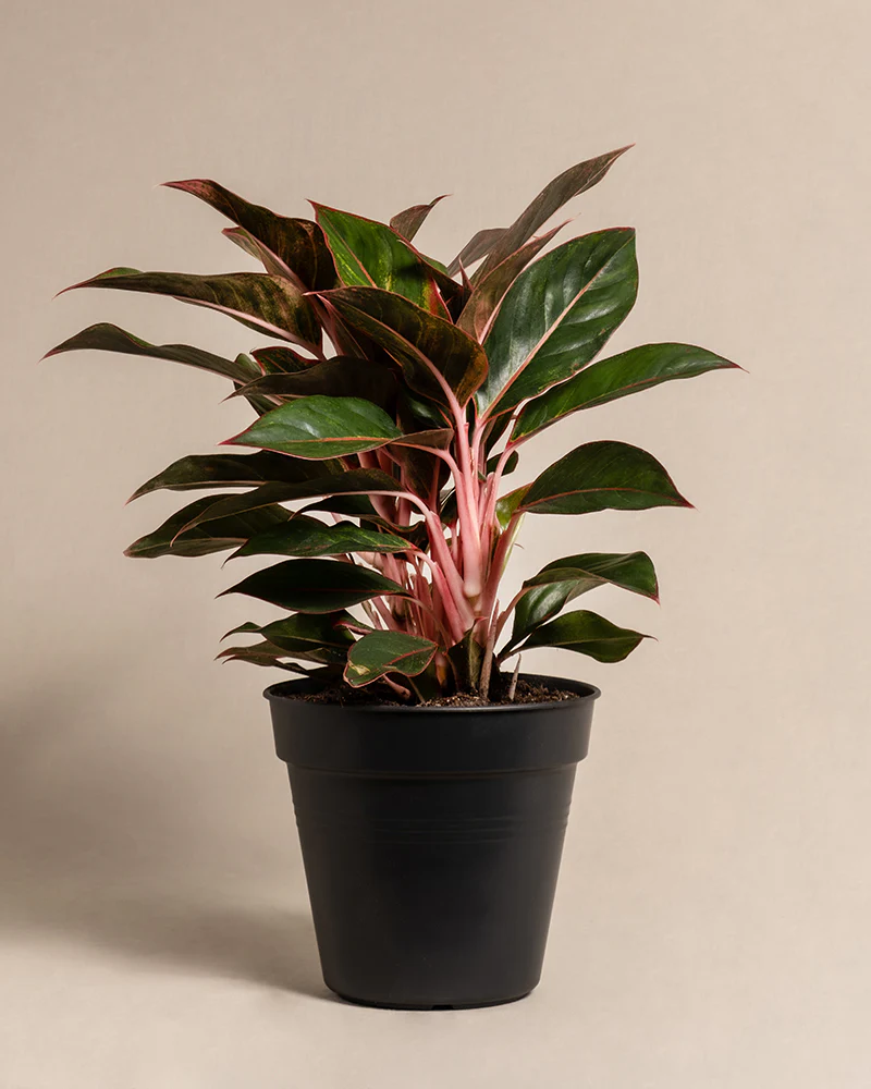 Große Aglaonema Jungle Red - Image 3