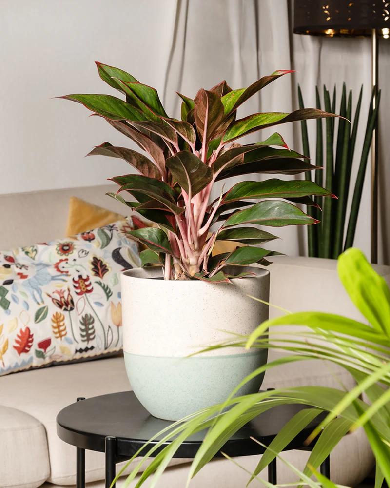 Große Aglaonema Jungle Red - Image 4
