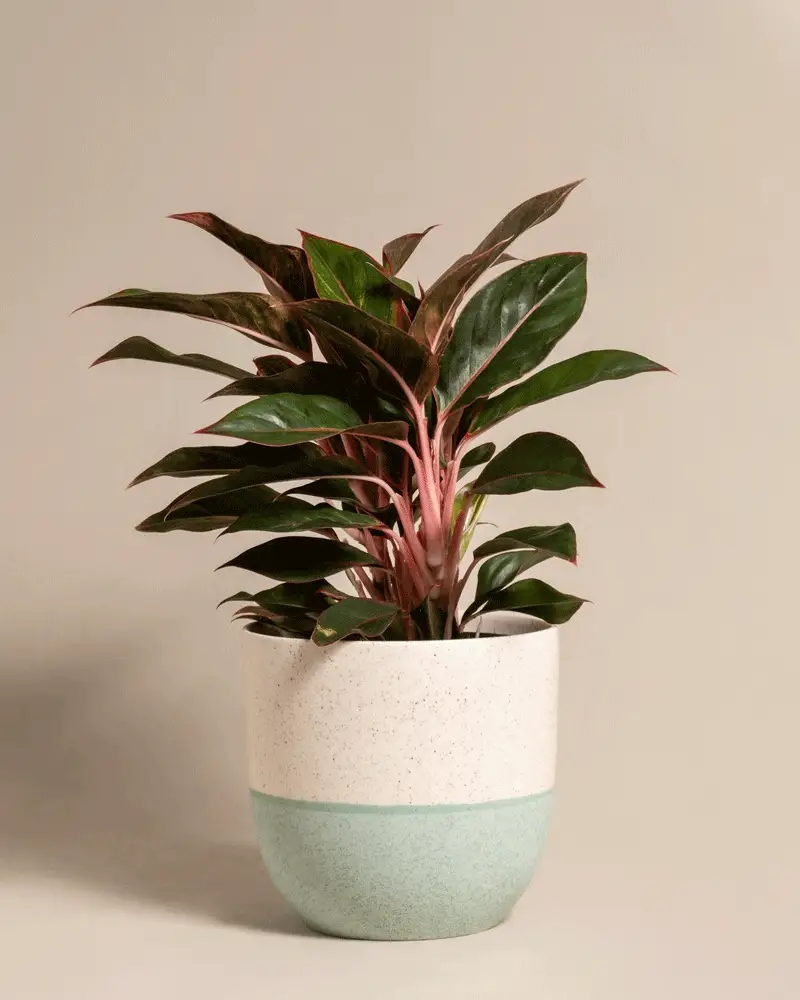 Große Aglaonema Jungle Red - Image 5