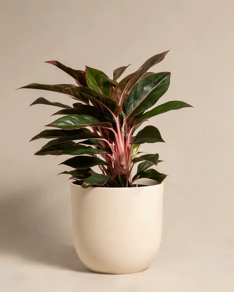 Große Aglaonema Jungle Red - Image 6