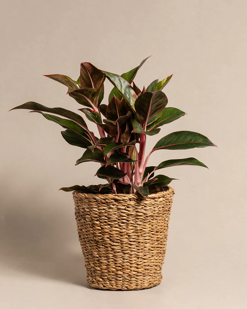Große Aglaonema Jungle Red - Image 7