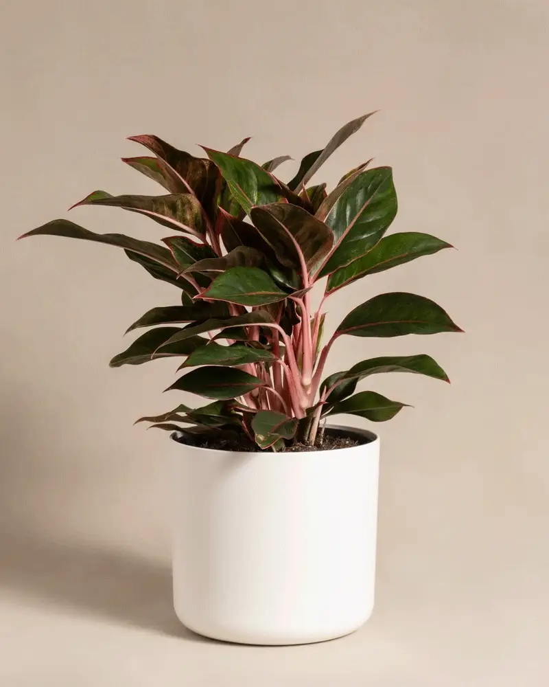 Große Aglaonema Jungle Red - Image 8