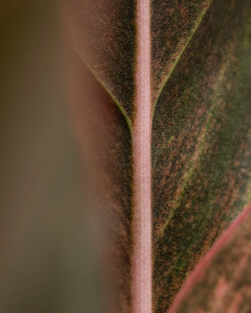Große Aglaonema Jungle Red - Image 9