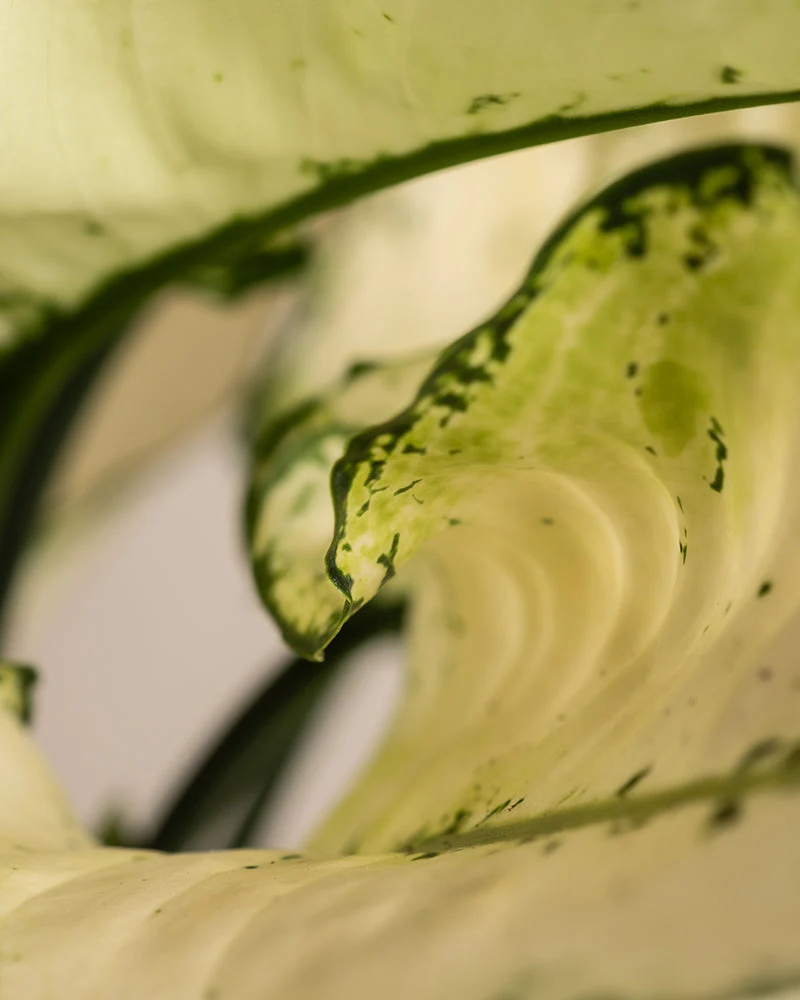 Aglaonema Kiwi - Image 11