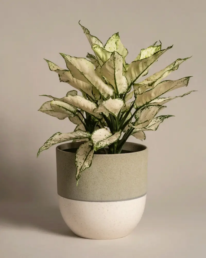 Grosse Aglaonema Kiwi - Image 5
