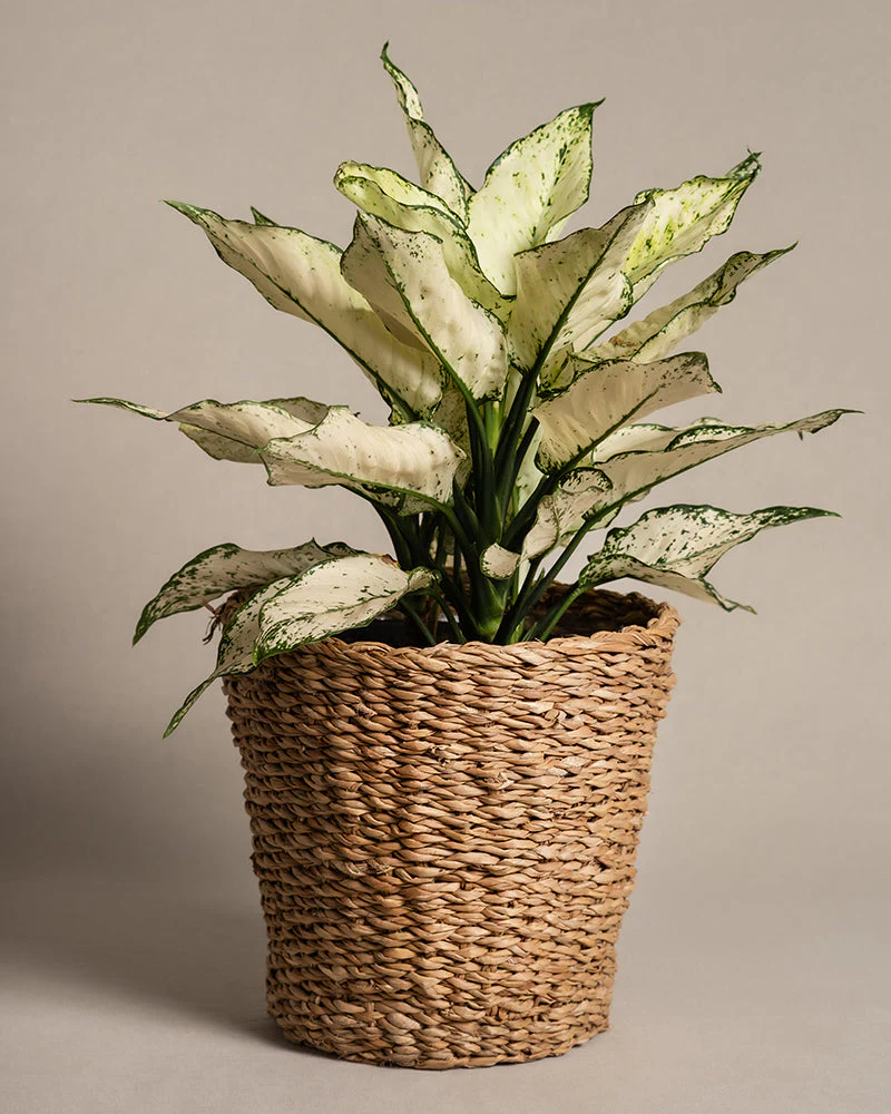 Grosse Aglaonema Kiwi - Image 7