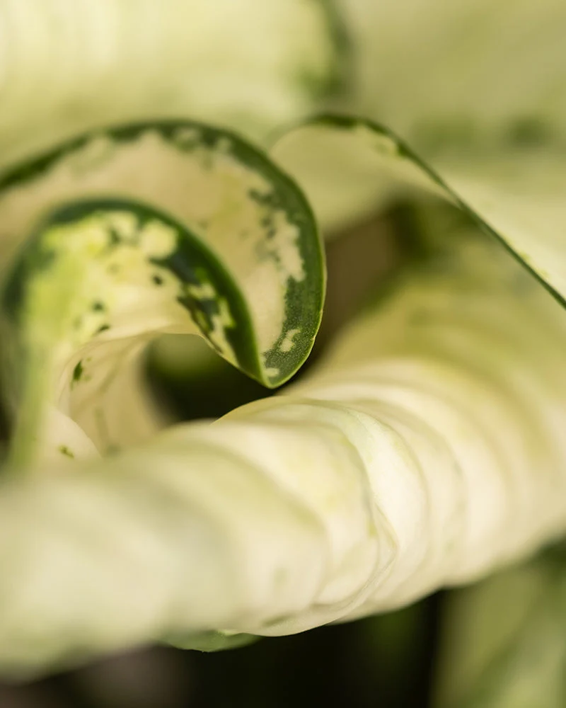 Aglaonema Kiwi - Image 13