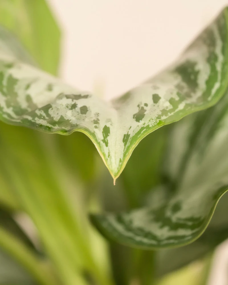 Große Aglaonema Silver Bay - Image 10