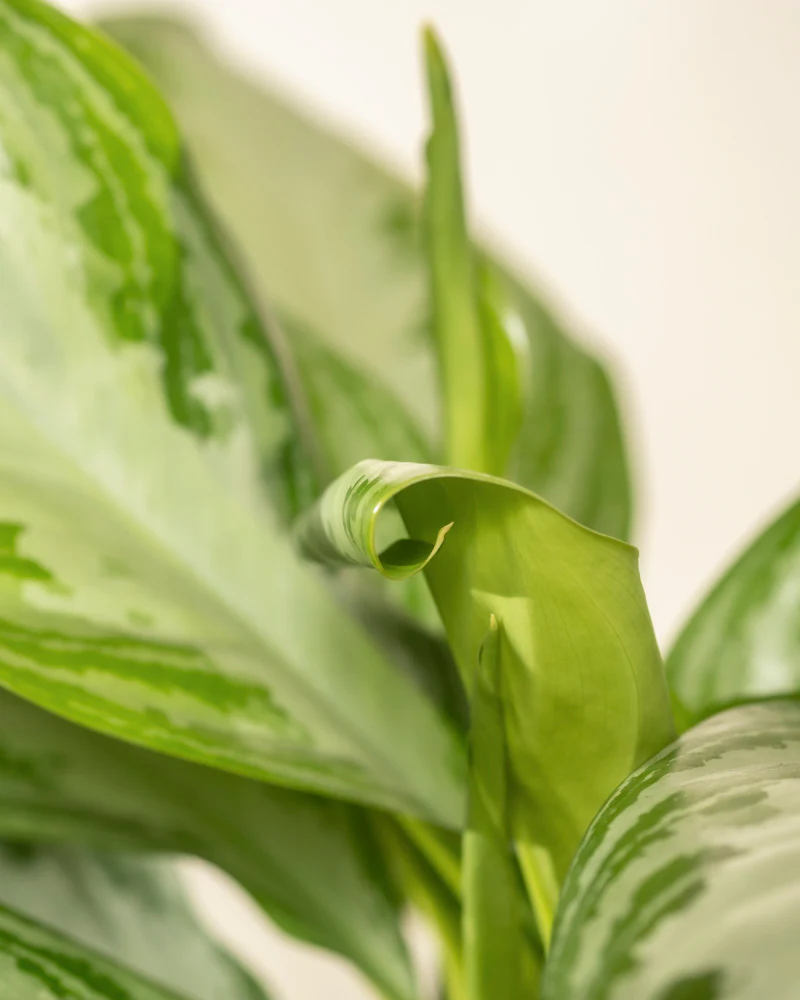 Große Aglaonema Silver Bay - Image 11