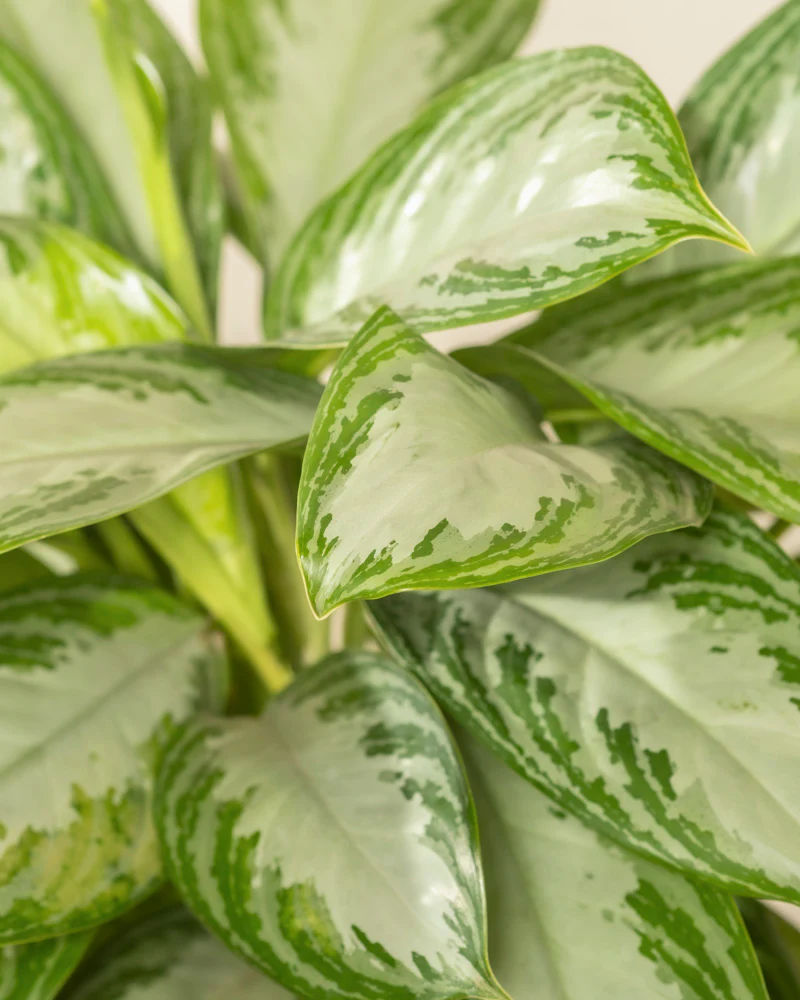 Große Aglaonema Silver Bay - Image 13