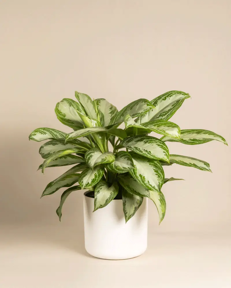 Große Aglaonema Silver Bay - Image 7