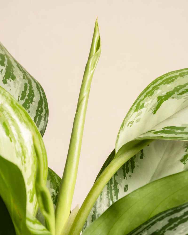 Große Aglaonema Silver Bay - Image 8