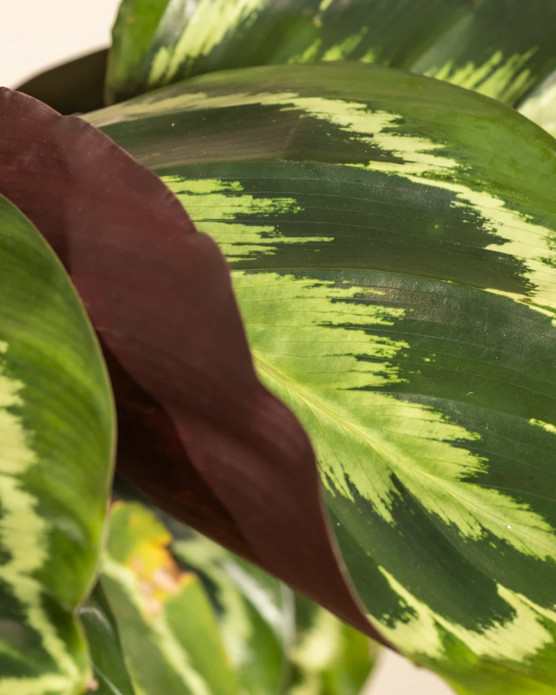 Große Calathea Roseopicta - Image 9