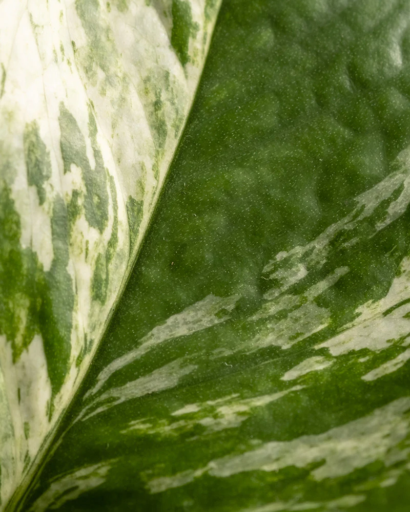 Große Efeutute Marble Queen - Image 10