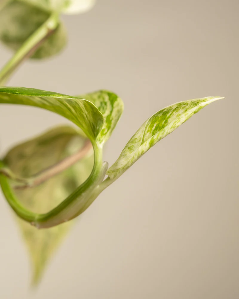 Große Efeutute Marble Queen - Image 11