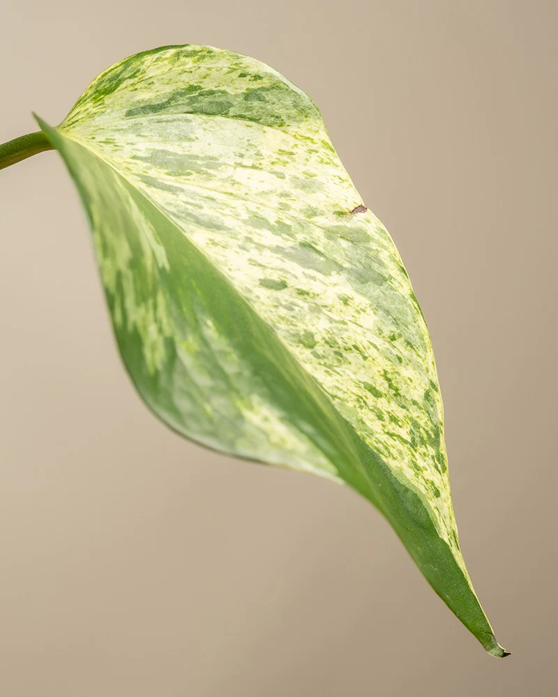 Große Efeutute Marble Queen - Image 12
