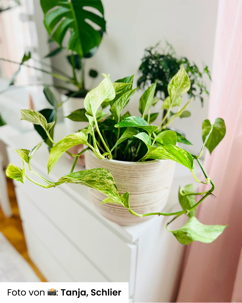 Große Efeutute Marble Queen - Image 15