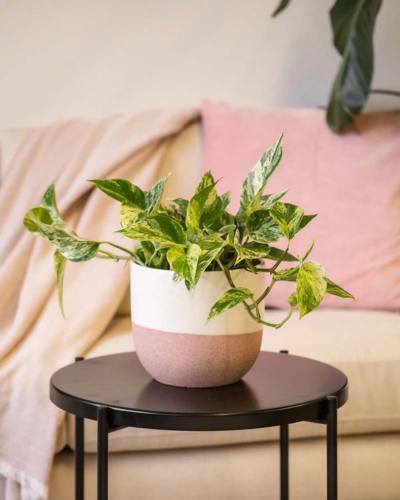 Große Efeutute Marble Queen - Image 16