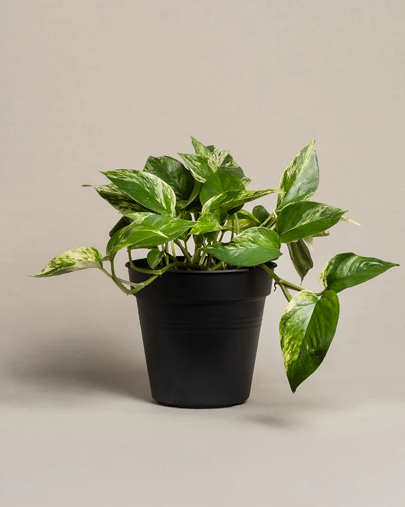 Große Efeutute Marble Queen - Image 3