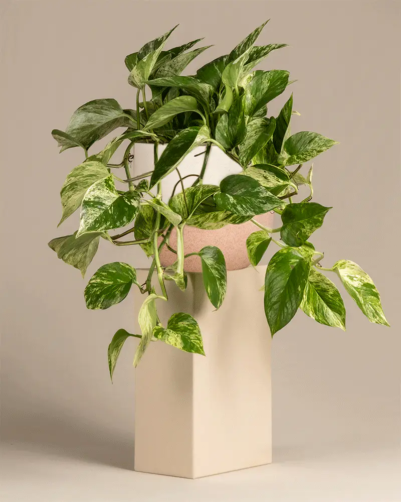 Große Efeutute Marble Queen - Image 5