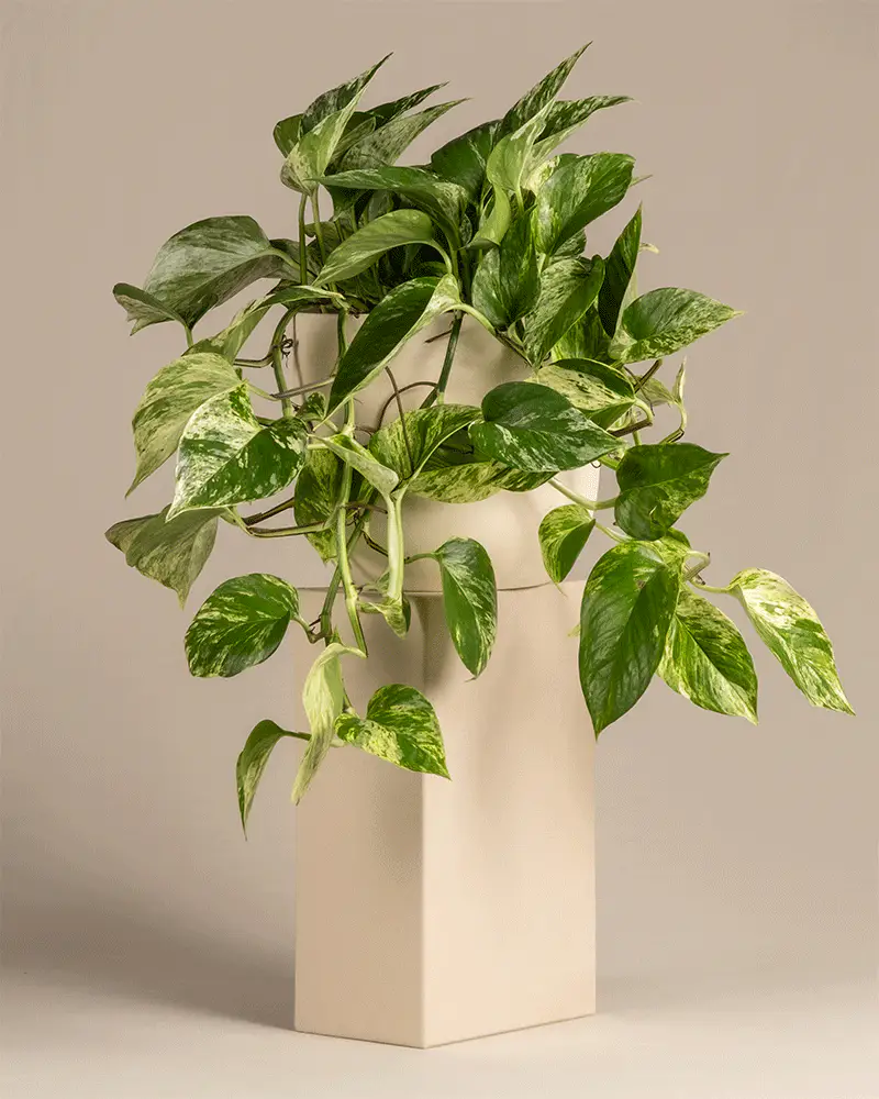Große Efeutute Marble Queen - Image 6