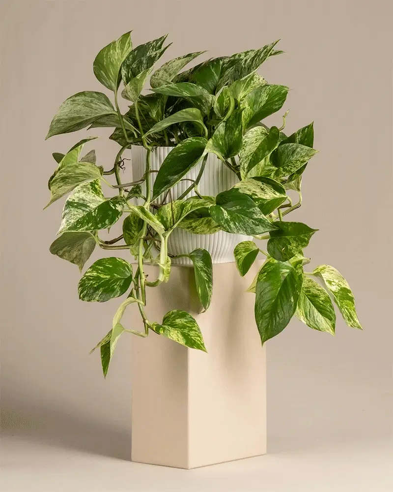 Große Efeutute Marble Queen - Image 7