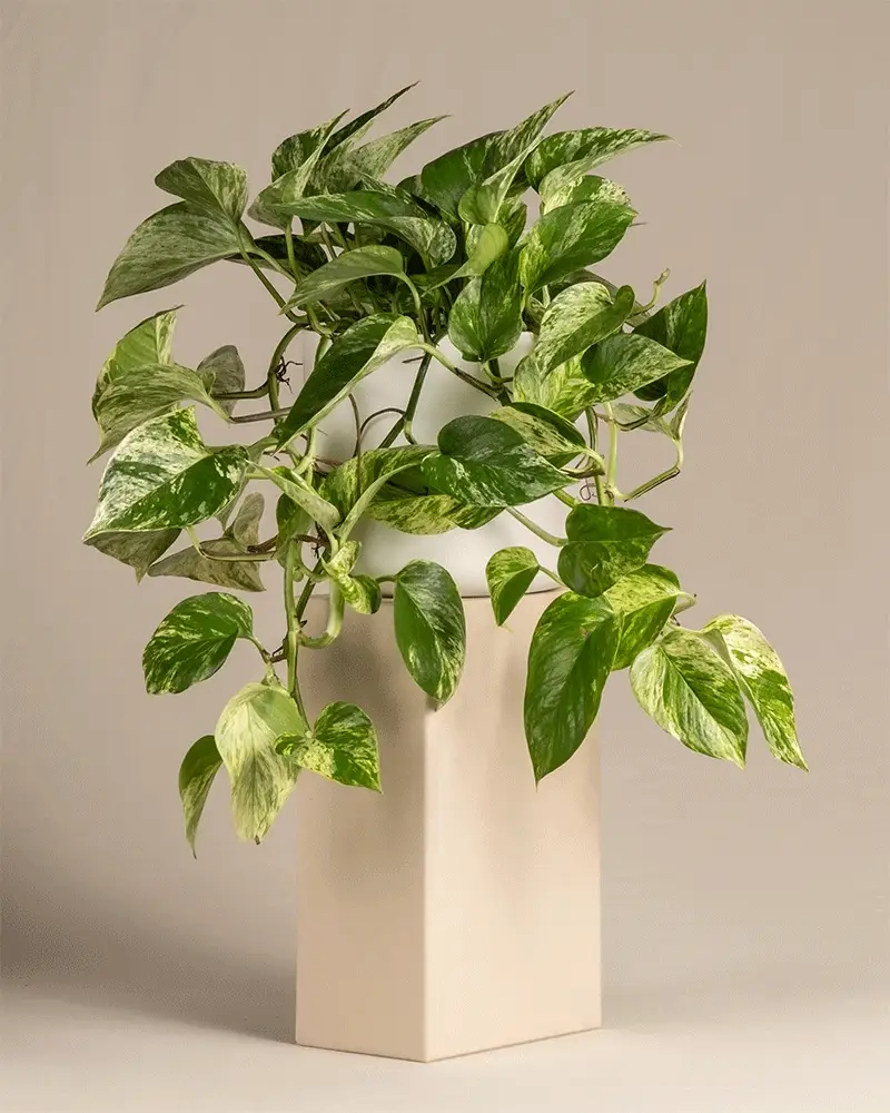 Große Efeutute Marble Queen - Image 8