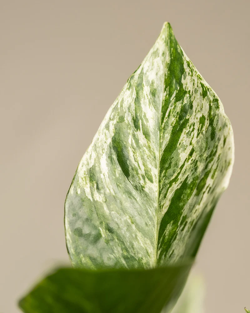 Große Efeutute Marble Queen - Image 9