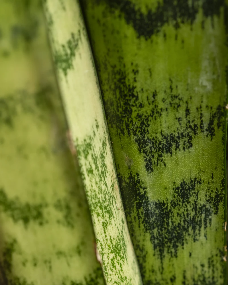 Große Grüne Schwiegermutterzunge - Image 6