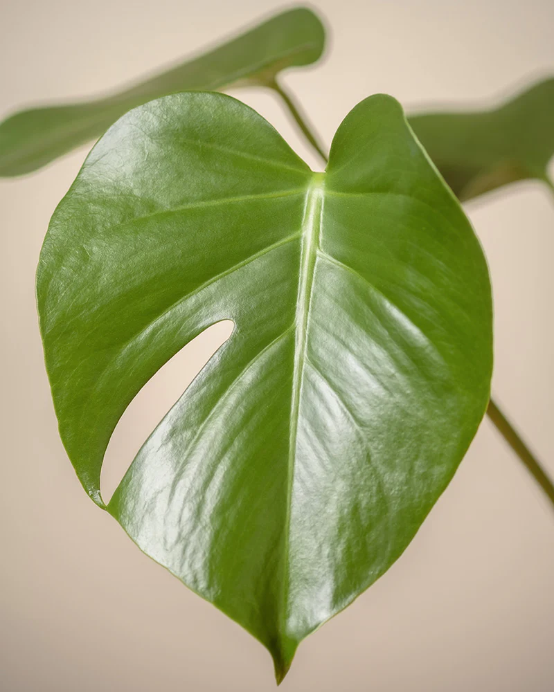 Große Monstera - Image 10