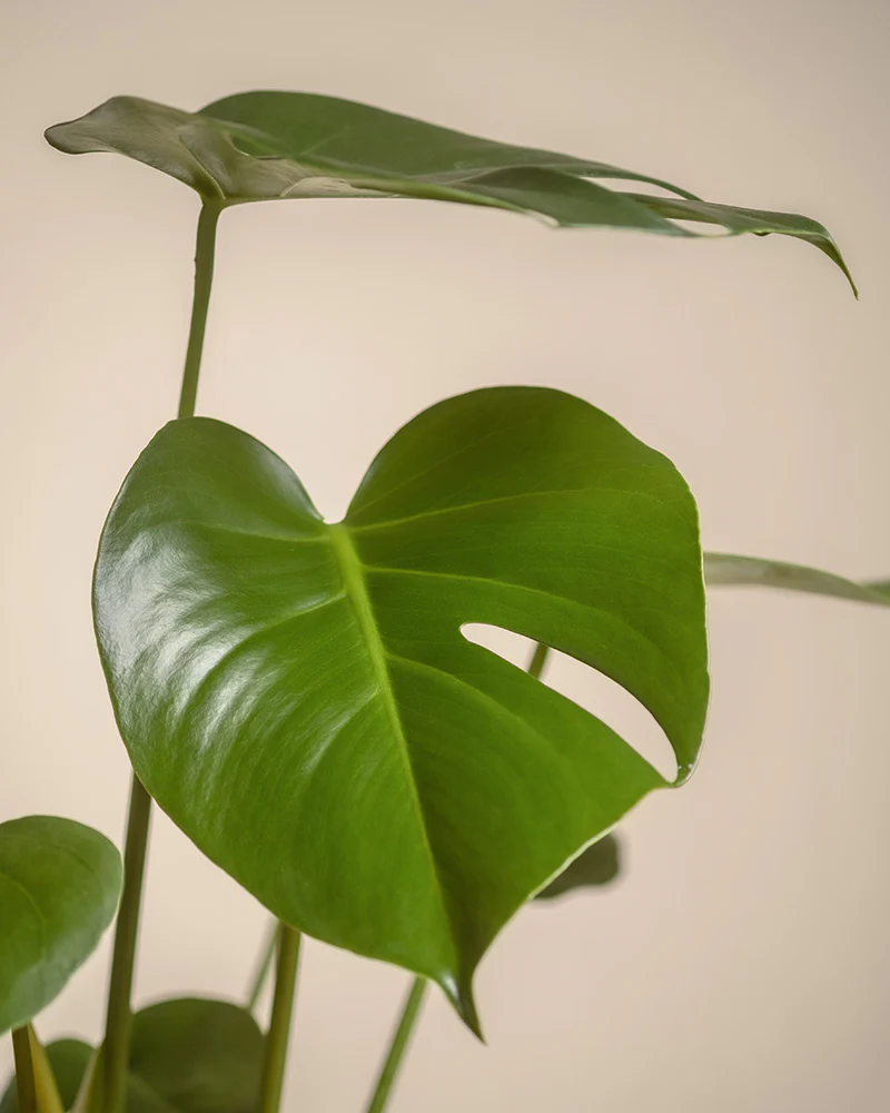 Große Monstera - Image 11
