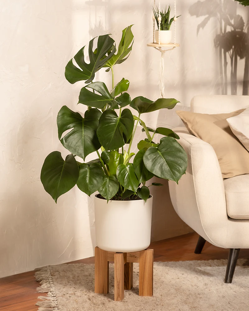 Große Monstera - Image 4