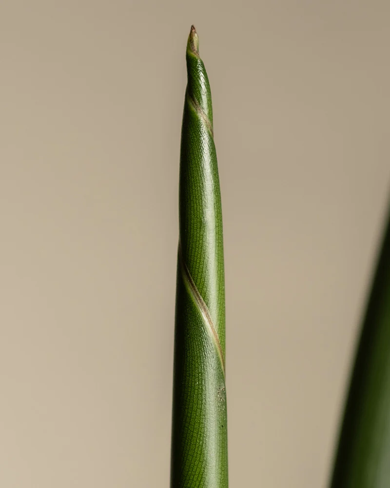 Große Strelitzie - Image 7