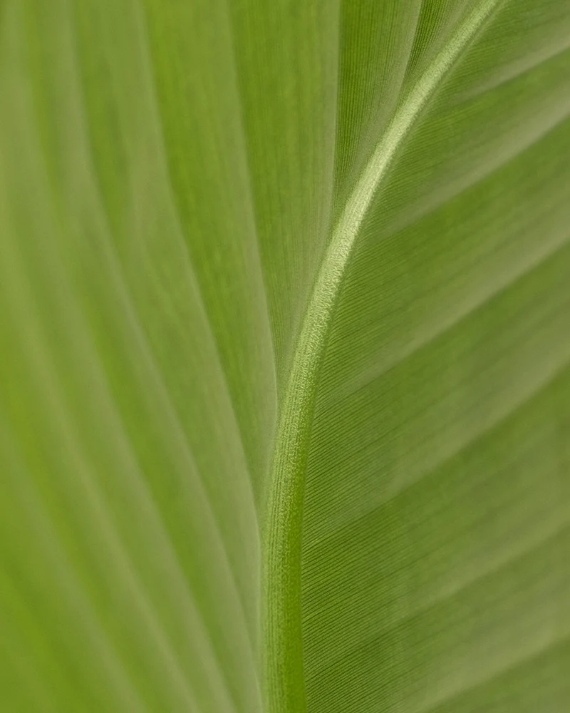Große Strelitzie - Image 8