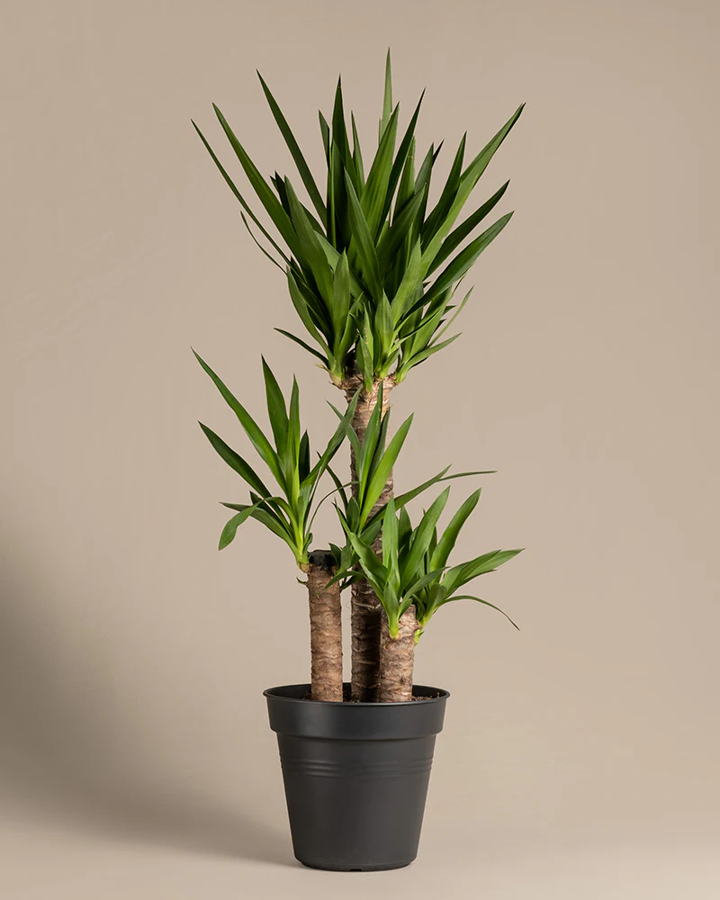 Große Yucca - Image 3
