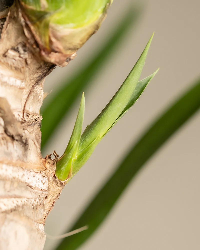 Große Yucca - Image 6