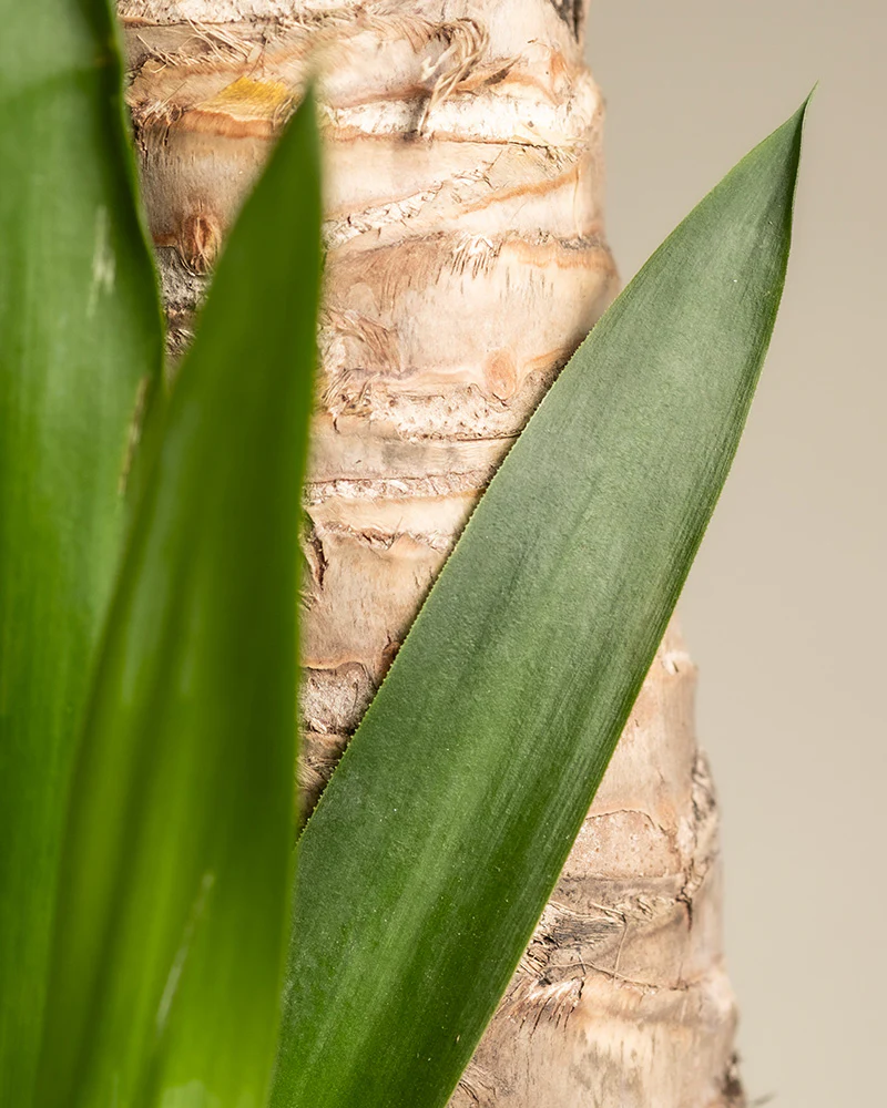 Große Yucca - Image 7