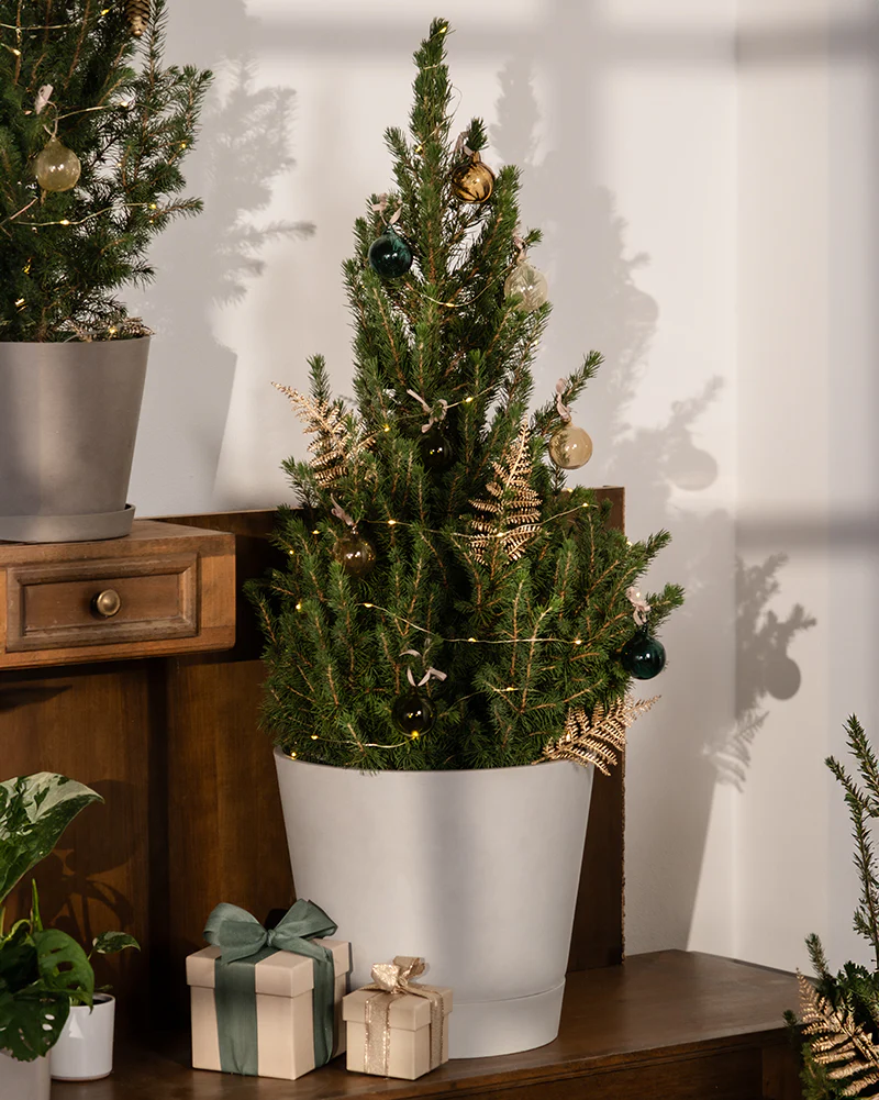 Großer Tannenbaum - Image 10