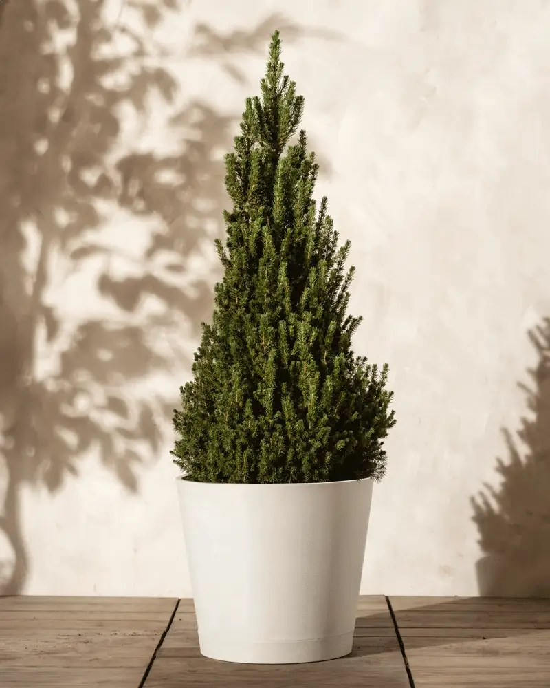 Großer Tannenbaum - Image 12