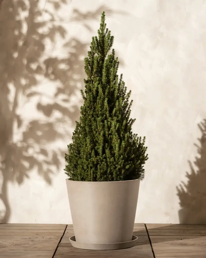 Großer Tannenbaum - Image 13