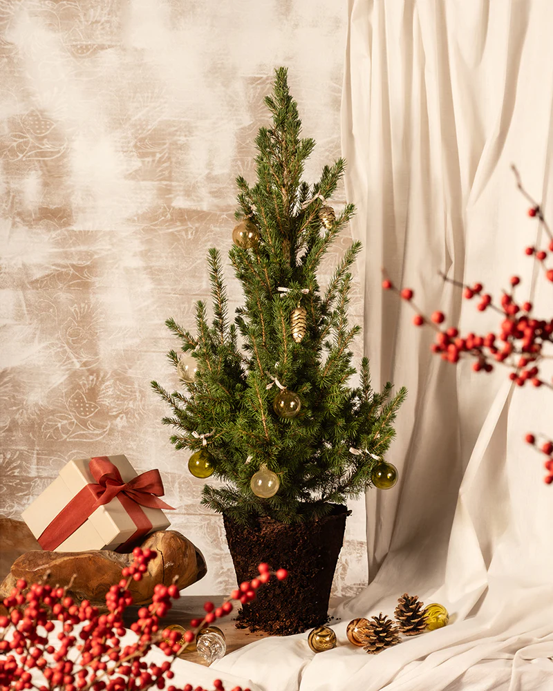 Großer Tannenbaum - Image 3
