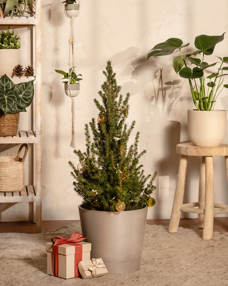 Großer Tannenbaum - Image 4