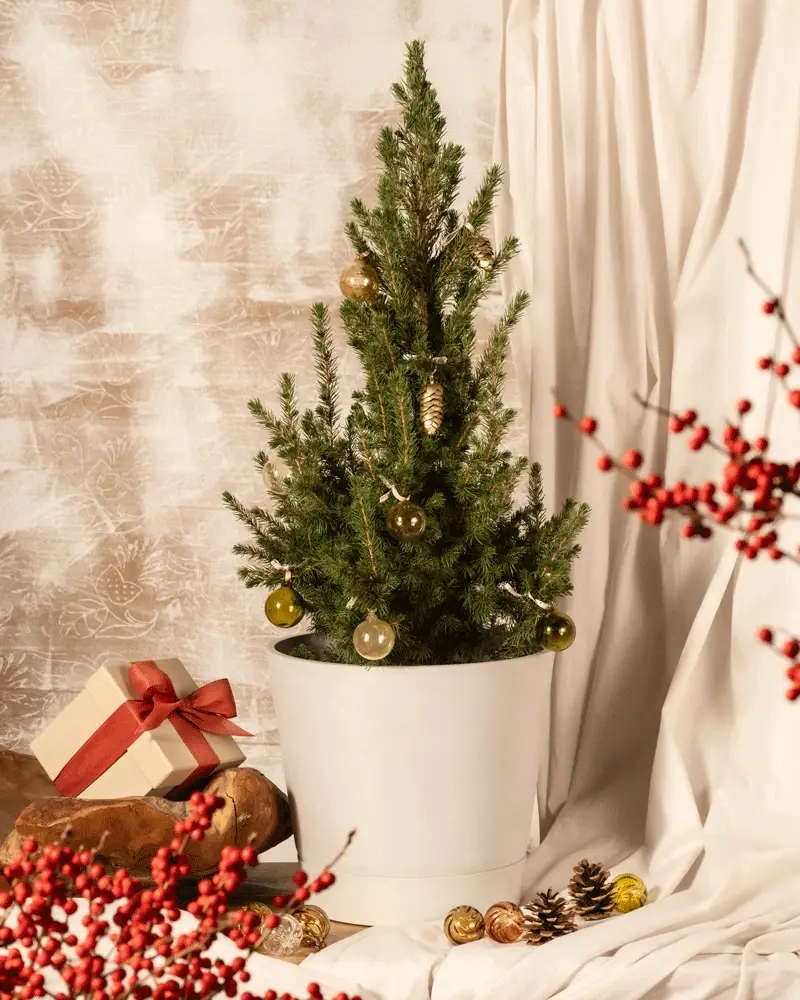 Großer Tannenbaum - Image 5