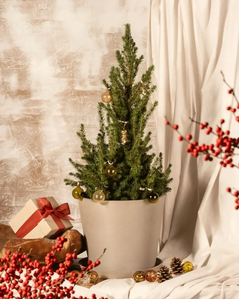 Großer Tannenbaum - Image 6