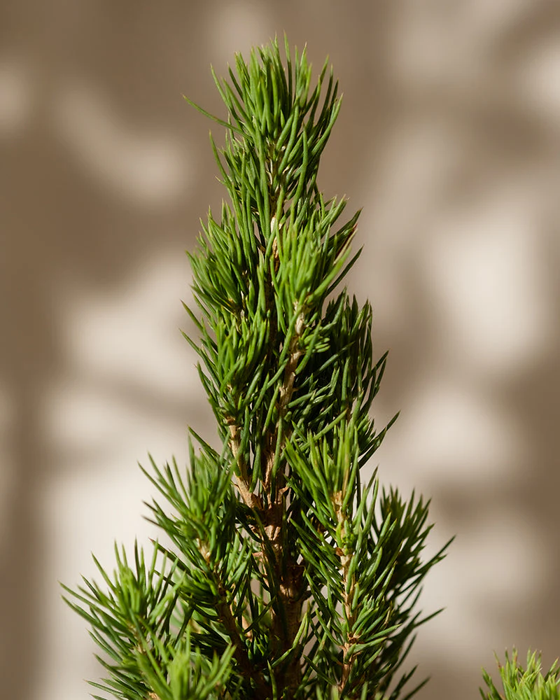 Großer Tannenbaum - Image 8