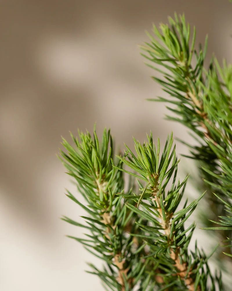 Großer Tannenbaum - Image 9