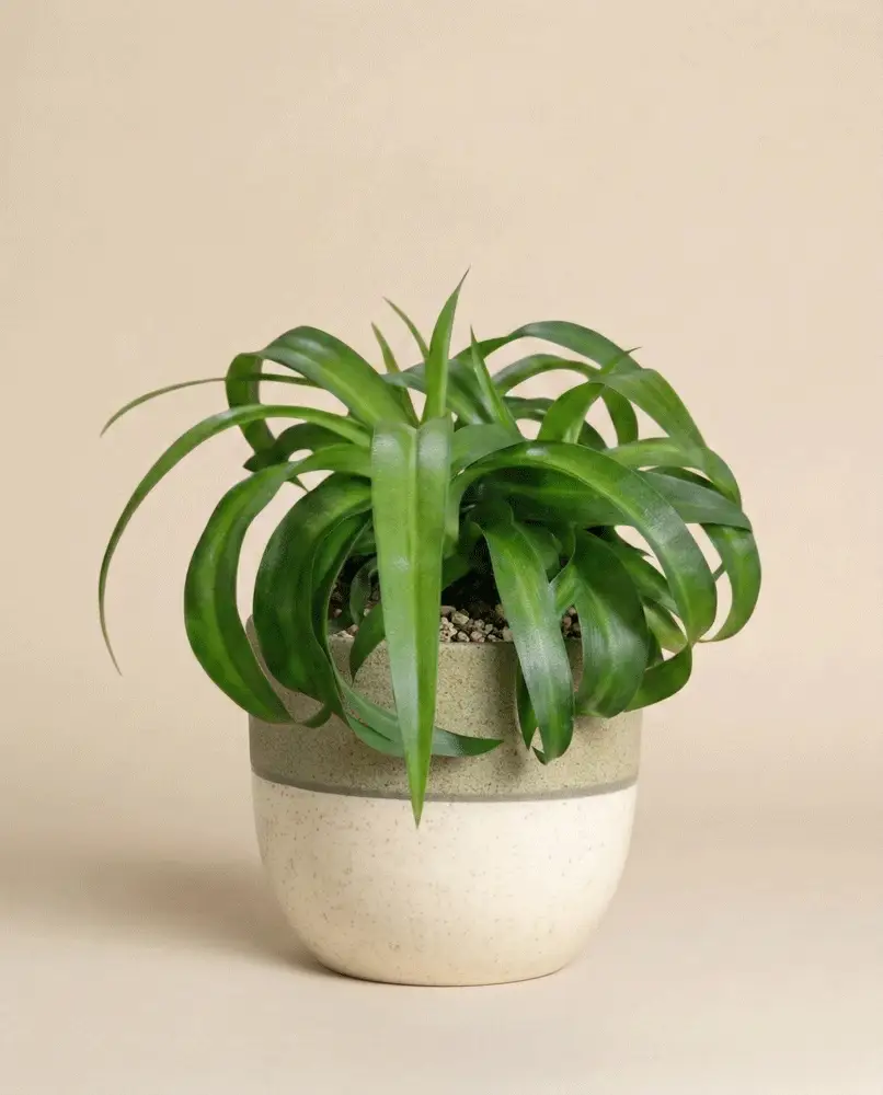 Grünlilie 'Green Bonnie' - Image 4