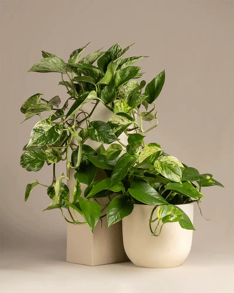 Hänger-Duo Efeututen - Image 6