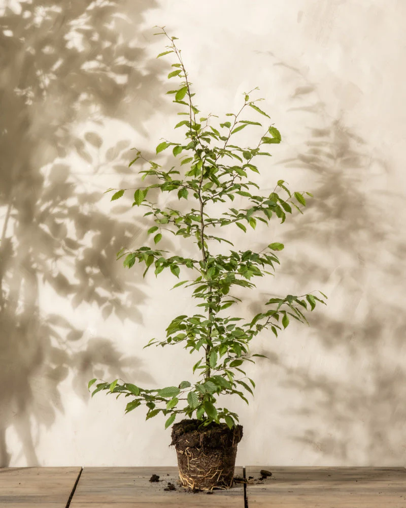 Hainbuche - Image 3