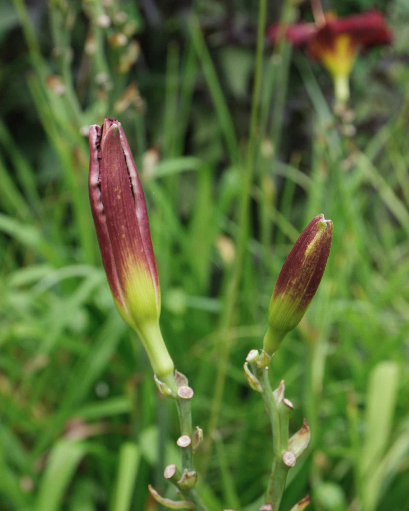Hemerocallis (weinrot) - Image 11